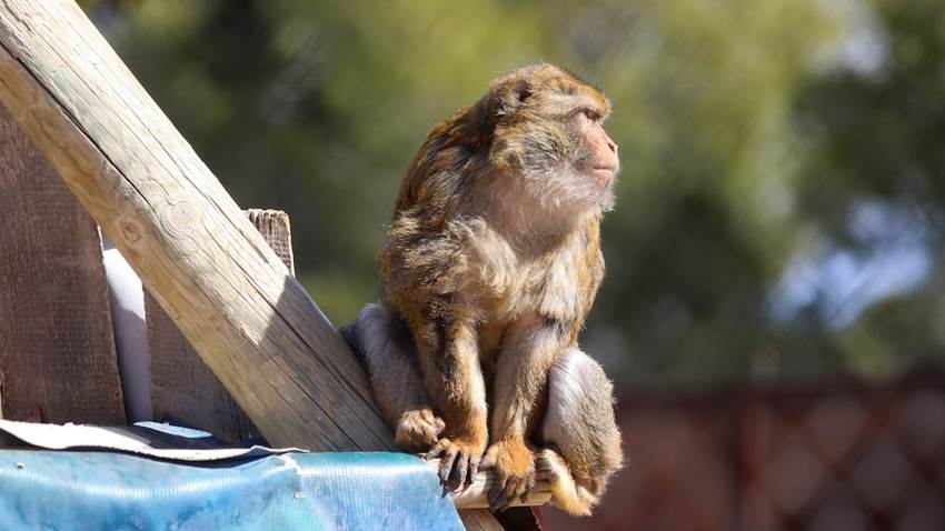 Una prótesis de retina para recuperar la vista de animales ciegos y dotarles de “supervisión”