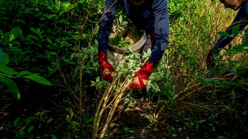 El Gobierno de Petro vuelve a la vieja fórmula del glifosato contra los cultivos de coca, esta vez con drones