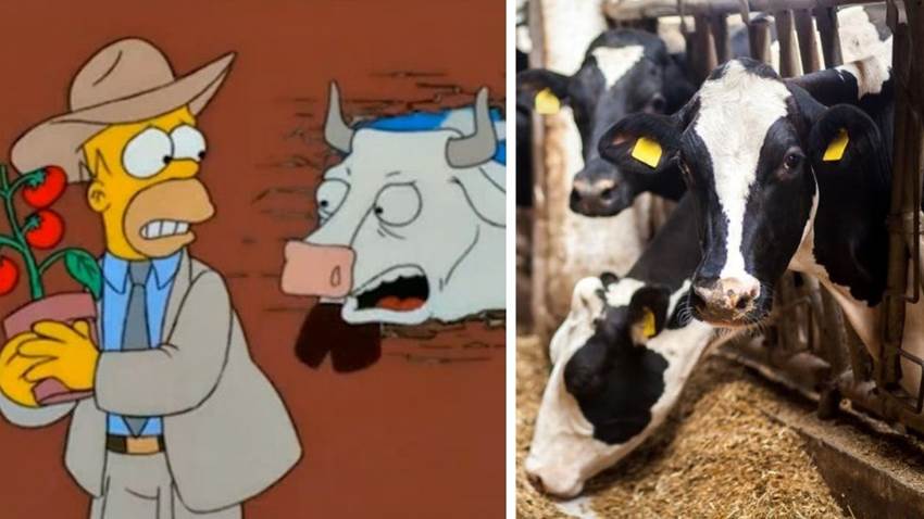 Chernóbil tiene vacas 'mutantes': un nuevo estudio intrigó a los biólogos
