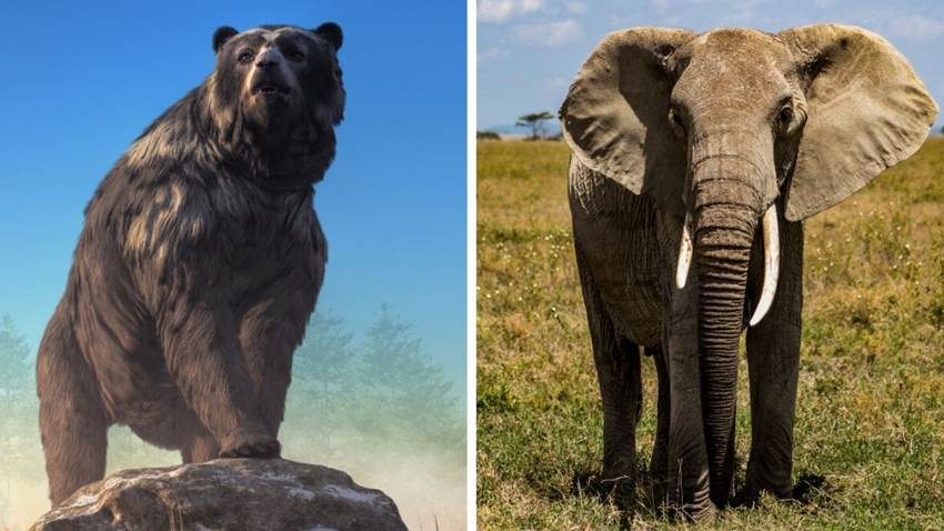 Un oso prehistórico tan grande como un elefante: las fotos del fósil son impactantes
