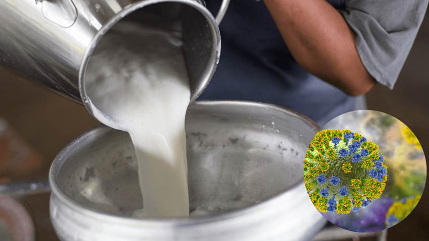 Descubren que gripe aviar podría contraerse entre mamíferos mediante el consumo de leche contaminada