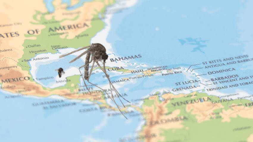 Oropouche: el mosquito que preocupa en Latinoamérica, el Caribe y Puerto Rico