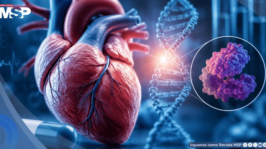 Mavacamten, el fármaco que cambió el tratamiento de la miocardiopatía hipertrófica, ampliaría su alcance