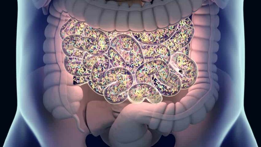 Bacterias intestinales en bebés están relacionadas con la reducción de las alergias alimentarias