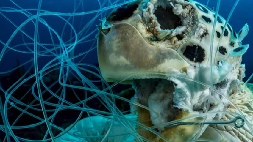 Fotografía de tortuga muerta en un sedal de pesca gana premio Ocean Art